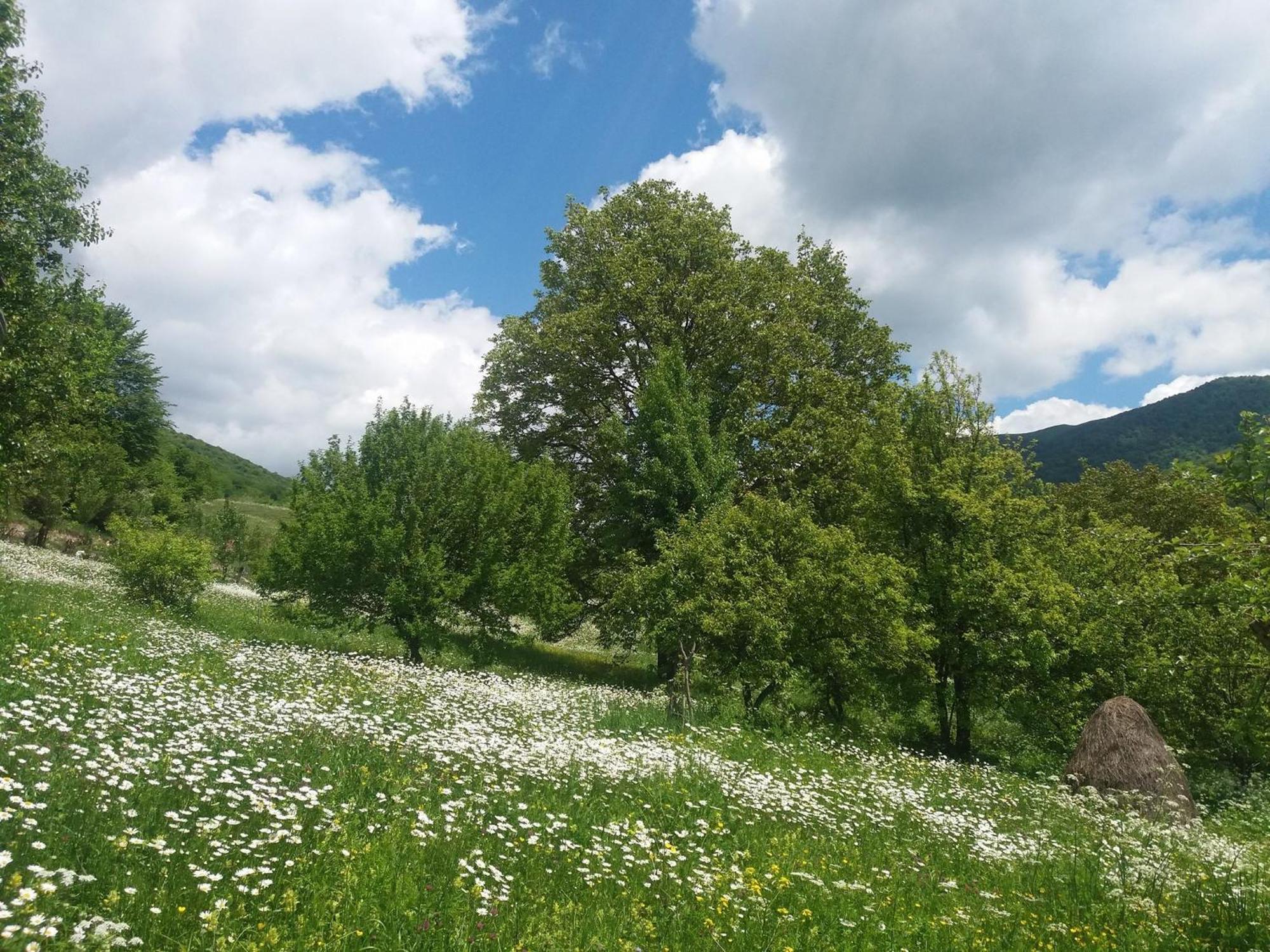 Paata'S Guesthouse Borjomi Eksteriør bilde